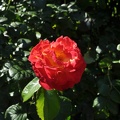 DSC 0573