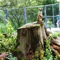 Erdmännchen in der Wilhelma Stuttgart