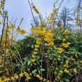 Forsythien